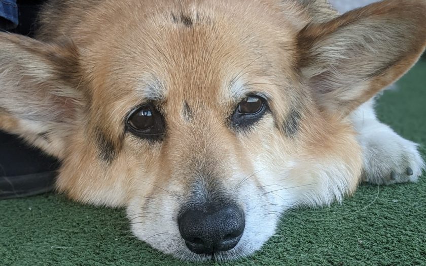 50 Corgi