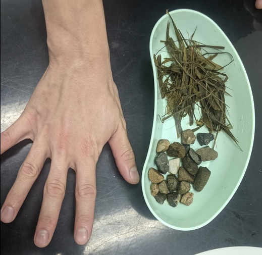 All of the debris found within my dog.