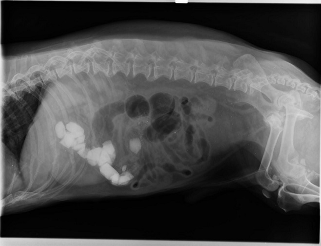 X-Ray of the insides of my dog. 22 stones!