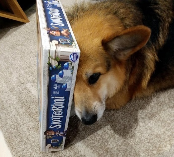 Chester the corgi hiding under a box of Santorini.