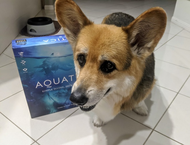 Chester the corgi standing in front of Aquatica box.