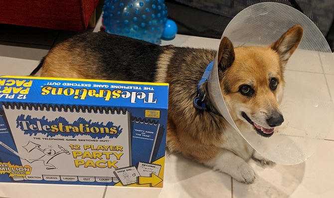 Chester the Corgi recovering from surgery in a cone laying next to the Telestrations box.