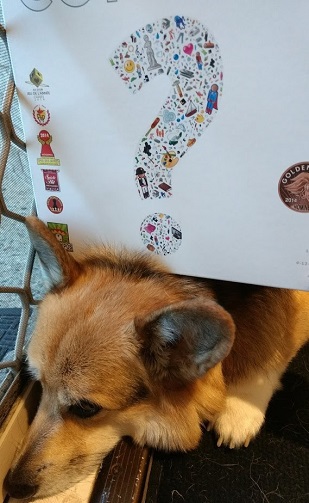 Chester the corgi with the Concept board game sitting on his head.