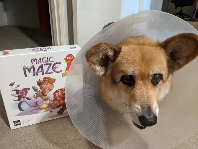 Corgi in a cone standing next to the Magic Maze game box.