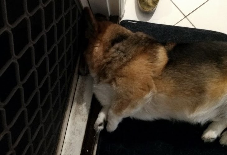 Corgi sleeping with his head in a weird position.